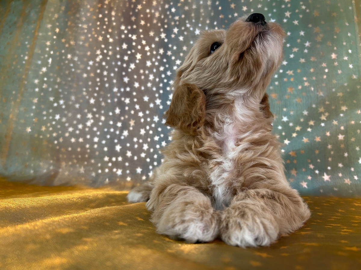 Female Bichon Poodle Puppy for Sale DOB 8-28-2025 $950
